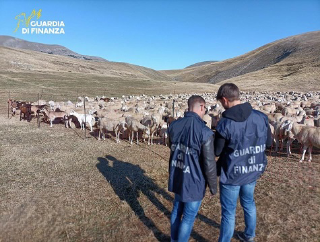 Maxi frode su fondi agricoli: blitz della Finanza in aziende dell’Ascolano